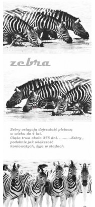 fototapeta zebry