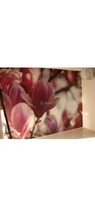 Fototapeta Magnolie Fototapeta Magnolie